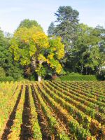 vignes (34).JPG